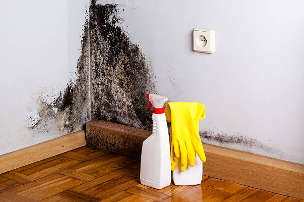 Best Attic Mold Removal  in Cape Canaveral, FL